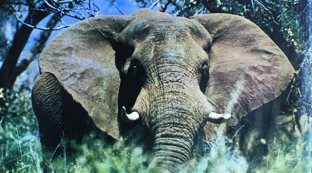 Nick Carter book - The Elephants of Knysna