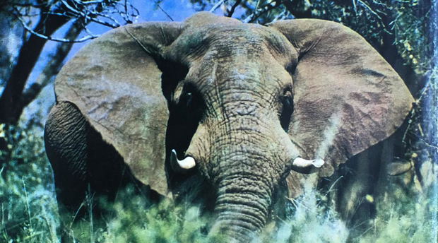 Nick Carter book - The Elephants of Knysna Nick Carter book - The Elephants of Knysna