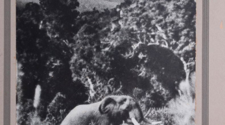 Knysna forest, elephant, 1939. Knysna forest, elephant, 1939.