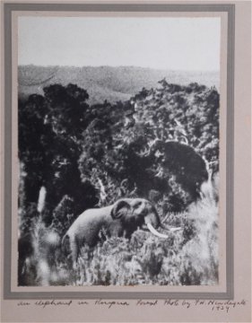 Knysna forest, elephant, 1939. 