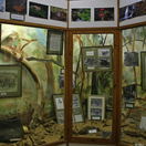 Knysna Elephants display at the Knysna Museum