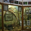 Knysna Elephants display at the Knysna Museum