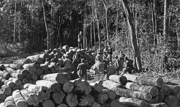 Government timber auction in the Knysna Forests. 1950s