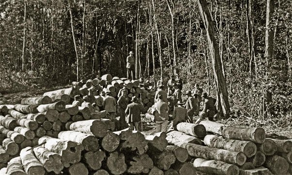 Knysna forest, indigenous timber, auction, 1950s