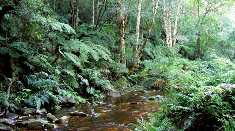 Knysna forests, forest museum knysna, diepwalle museum, deep walls forest Knysna forests, forest museum knysna, diepwalle museum, deep walls forest
