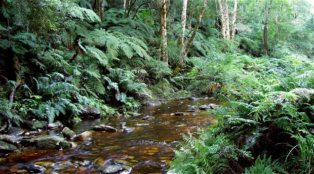 Knysna forests, forest museum knysna, diepwalle museum, deep walls forest