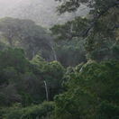 Knysna forest Knysna forest