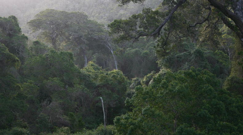 Knysna forest 