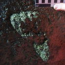 Fossil hominin track, Knysna. Image CW Helm Fossil hominin track, Knysna. Image CW Helm