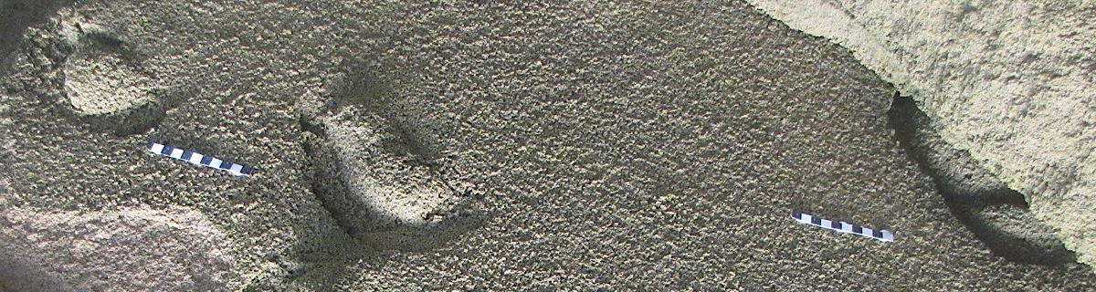 Fossil hominin footprints near Knysna, South Africa. Image: Charles W. Helm