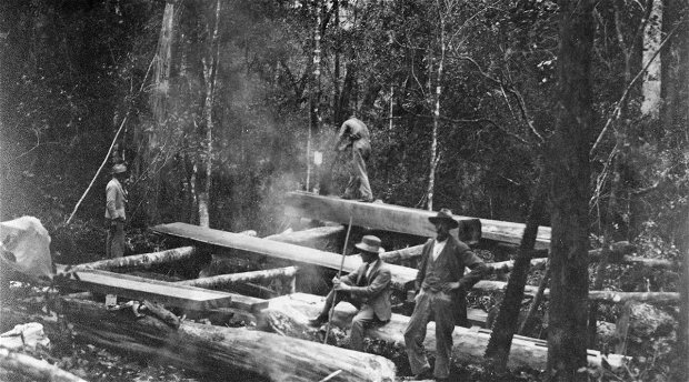 A pitsaw in the Knysna Forests, possibly early 20th-Century A pitsaw in the Knysna Forests, possibly early 20th-Century