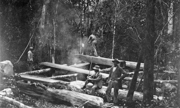 A pitsaw in the Knysna Forests, possibly early 20th-Century