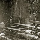 Woodcutters work a pit-saw in the Knysna Forests. Late 1800s
