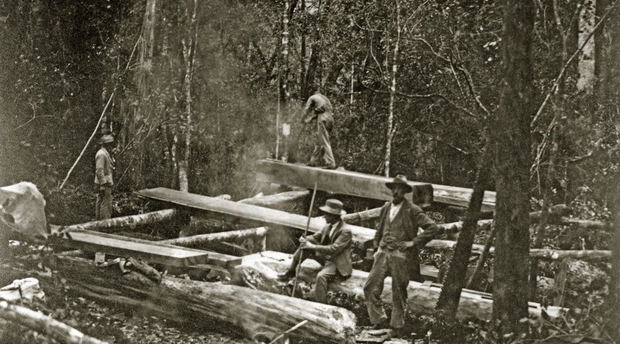 Woodcutters work a pit-saw in the Knysna Forests. Late 1800s