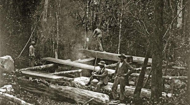 Woodcutters work a pit-saw in the Knysna Forests. Late 1800s