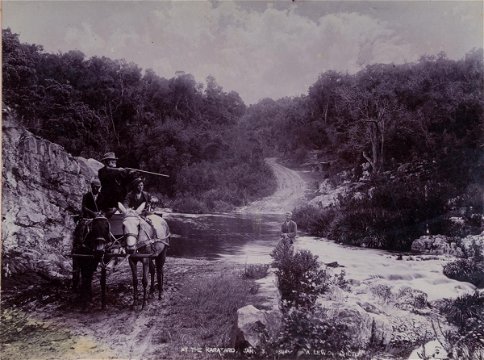 Knysna forest, late 1800s, historic image