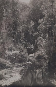 Knysna forest, historic image