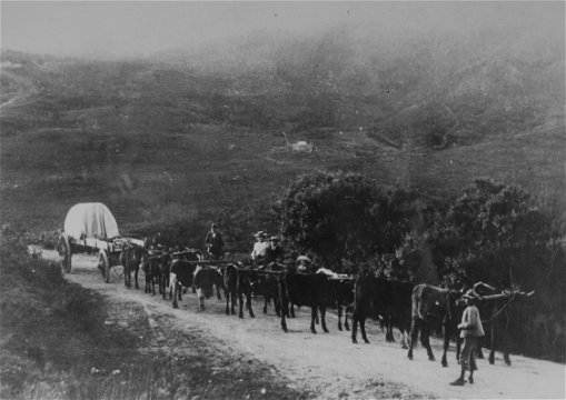 Ox wagon, Kakebeenwa, 7-Passes road, George - Knysna, 19th Century