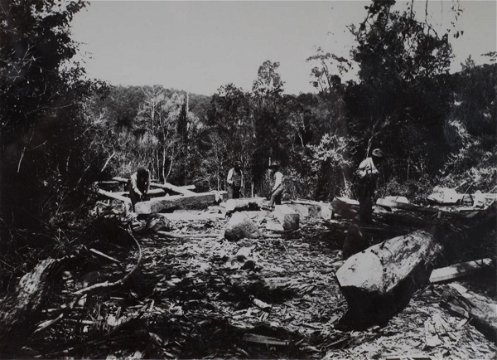 Knysna forest, woodcutters, historic images