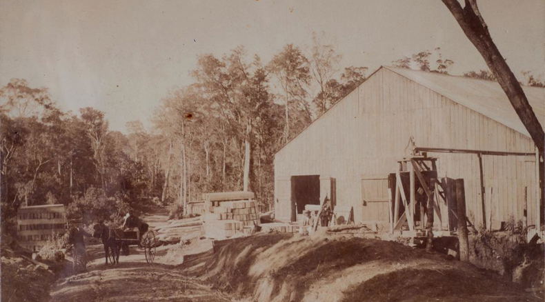 Forest sawmill - perhaps Parkes of Knysna. Late 19th Century Forest sawmill - perhaps Parkes of Knysna. Late 19th Century