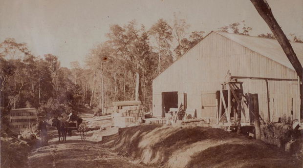 Forest sawmill - perhaps Parkes of Knysna. Late 19th Century