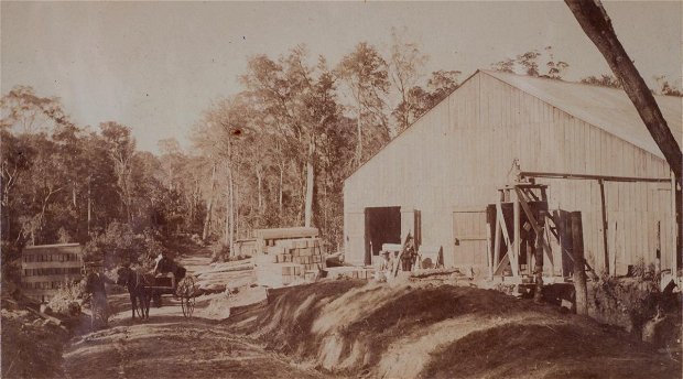 Forest sawmill - perhaps Parkes of Knysna. Late 19th Century