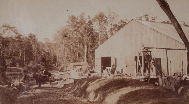 Forest sawmill - perhaps Parkes of Knysna. Late 19th Century Forest sawmill - perhaps Parkes of Knysna. Late 19th Century