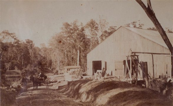 (Thought to be) Parkes sawmill, Knysna Forest, late 19th Century