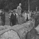 Knysna forest, indigenous timber, auction mid-20th Century, timber merchants Knysna forest, indigenous timber, auction mid-20th Century, timber merchants