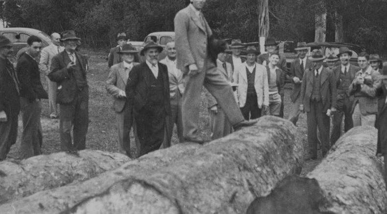 Knysna forest, indigenous timber, auction mid-20th Century, timber merchants Knysna forest, indigenous timber, auction mid-20th Century, timber merchants