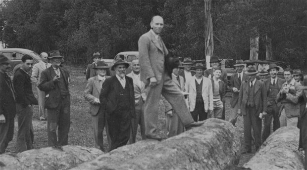 Knysna forest, indigenous timber, auction mid-20th Century, timber merchants