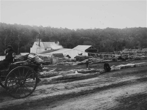 Thesen's saw mill, Brackenhill, Knysna forests