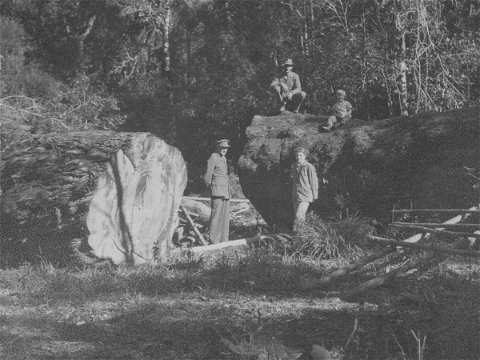 A felled yellowwood tree in the Knysna Forests, early 20th Century