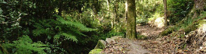 Garden Route National Park, Knysna Forests