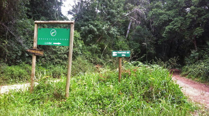 Visit the Knysna forests