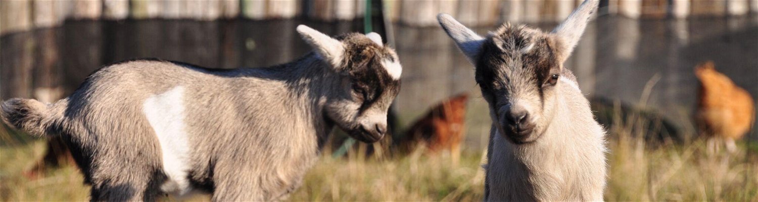 farm activities help feed the dwarf goats