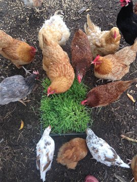farm activities help feed the chickens