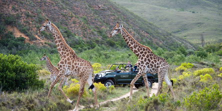 Gondwana Game Reserve