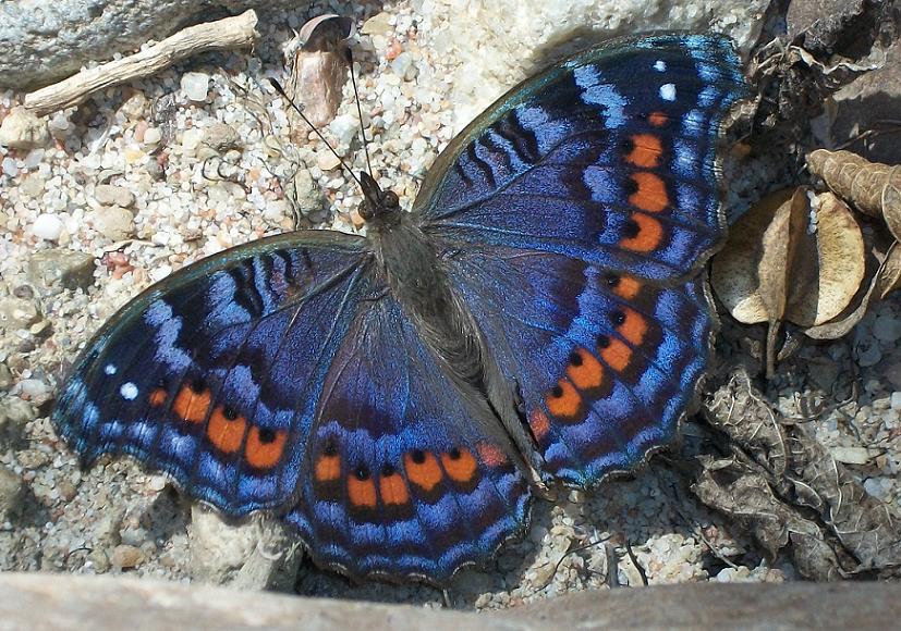 Western Cape Butterfly Sanctuary @ Ruiterbosch Lodge