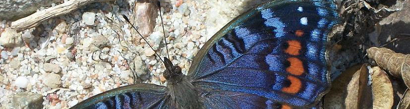 Western Cape Butterfly Sanctuary @ Ruiterbosch Lodge