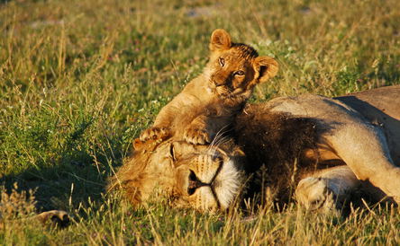 Special Safari through the Kalahari