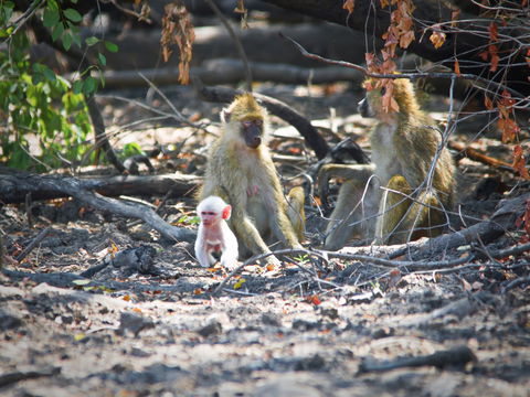 Kinda Baboon babies are white for a short time after birth