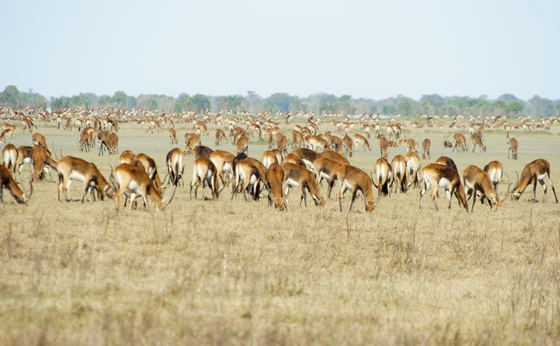 Zambia - Walking Safari with Batmigration in October