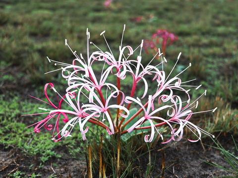 The ubiquitous Brunsvigia flowers on the Liuwa Plains