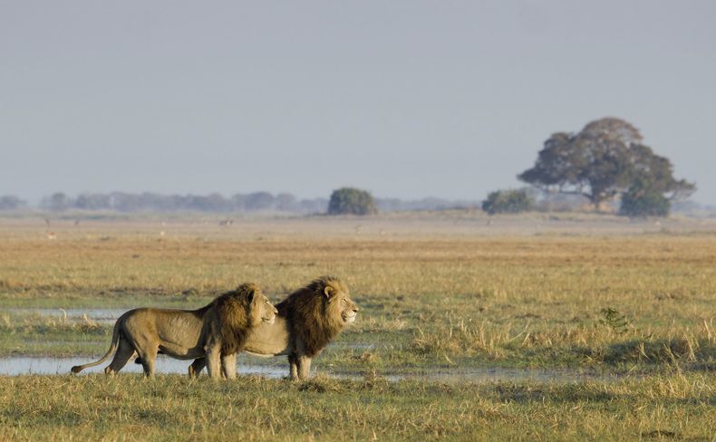 Busanga Plains Busanga Plains
