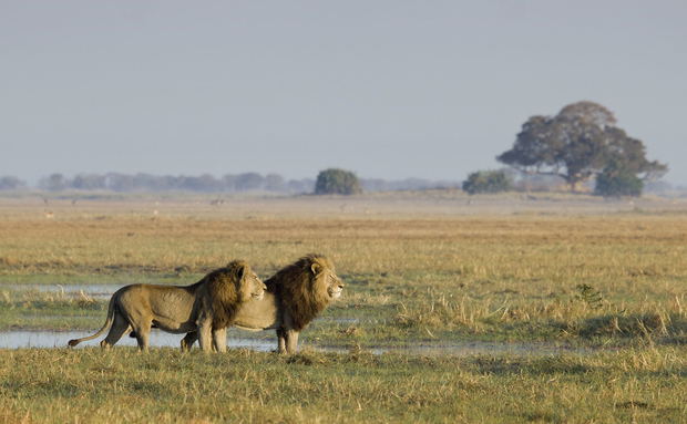Busanga Plains 