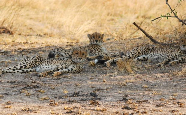 Cheetah in Kafue National Park Cheetah in Kafue National Park