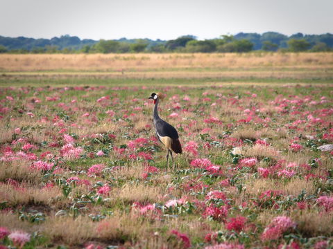 Crowned Crane occur here in big flocks to display their courtship dances....