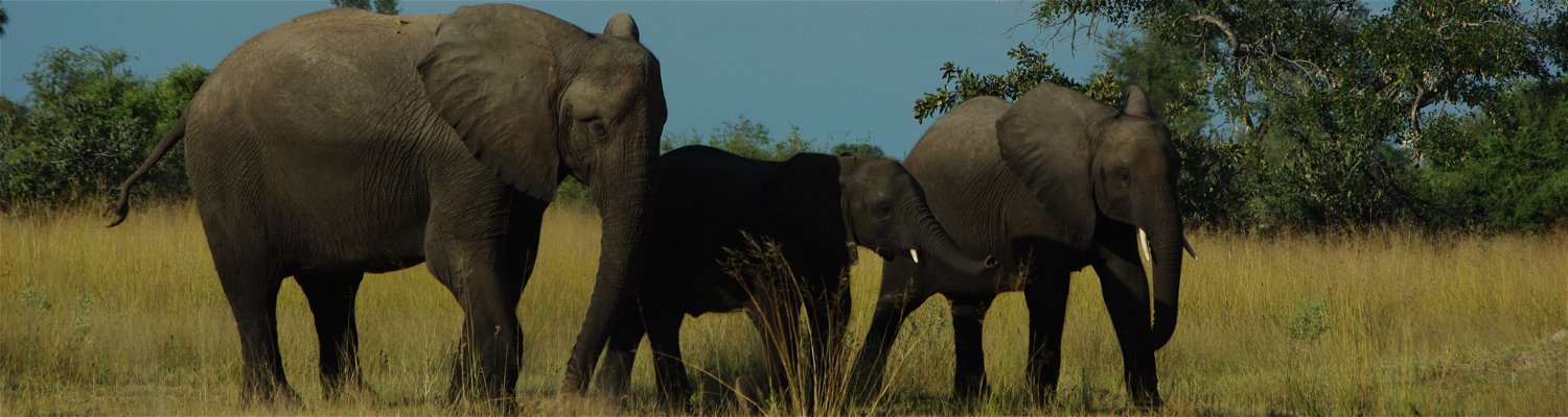 Elephants Lower Zambezi