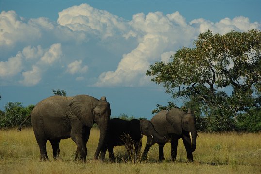 Elephants Lower Zambezi